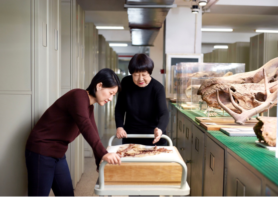 中國科學院院士、古脊椎動物學家張彌曼教授榮膺2018年度歐萊雅-聯合國教科文組織“世界杰出女科學家成就獎”